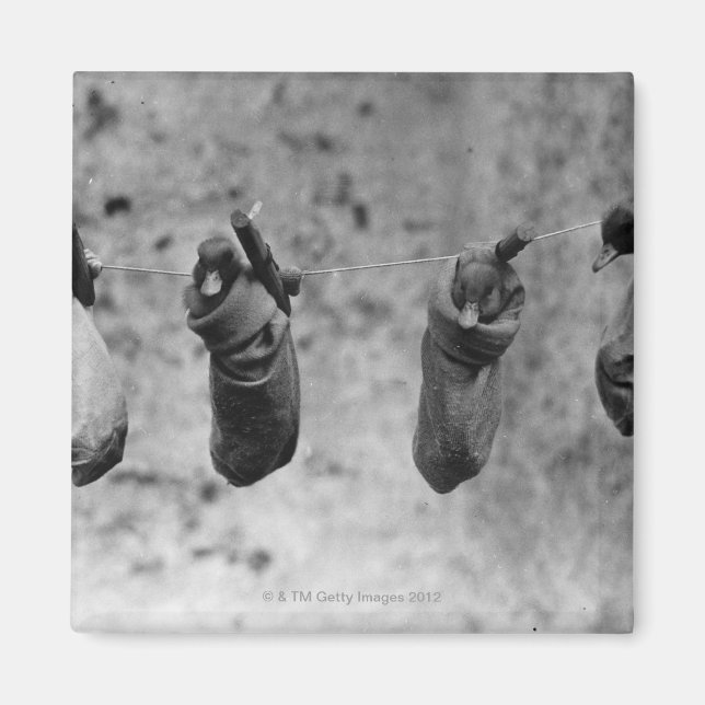 Imán Cuatro patitos de un día de edad pegados al daño (Frente)