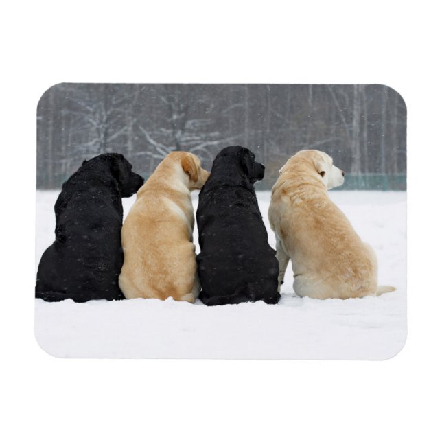 Imán Cuatro Perros De Labrador En Nieve (Horizontal)