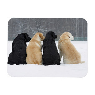 Imán Cuatro Perros Labradores En Nieve