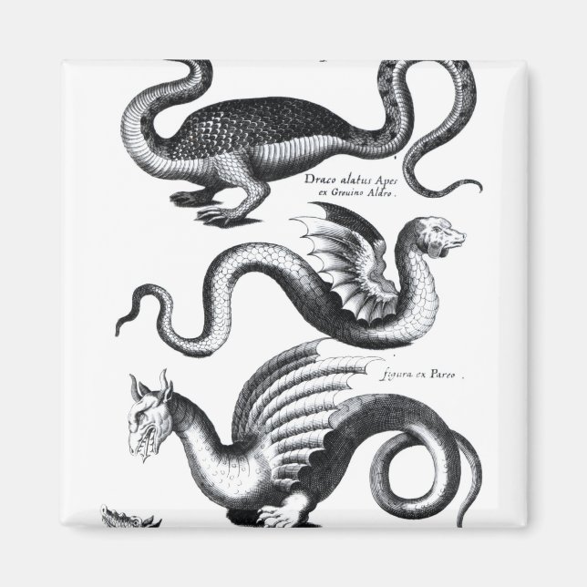 Imán Cuatro tipos de dragón (Frente)