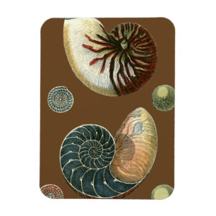 Imán Cubierta de cacao