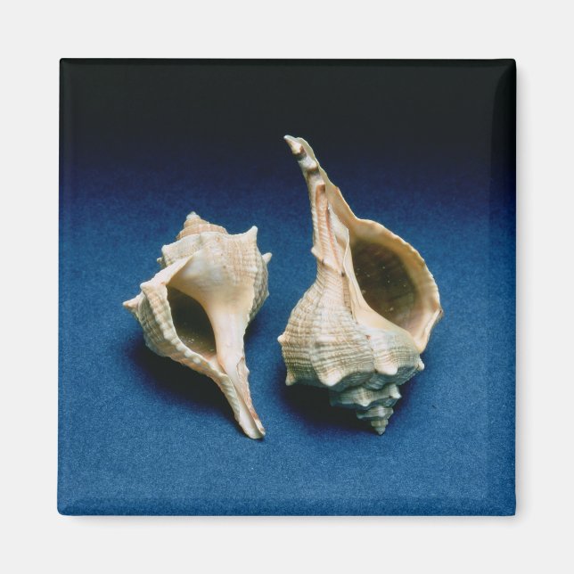 Imán Cubierta de Murex (Frente)