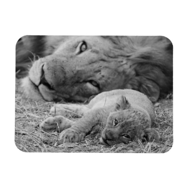 Imán Cubo de león lindo descansando con padre (Horizontal)
