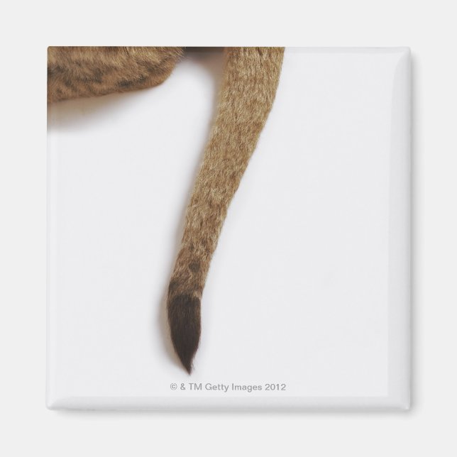 Imán Cubo de león (Panthera leo) contra blanco (Frente)