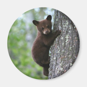 Imán Cubo de oso de escalada