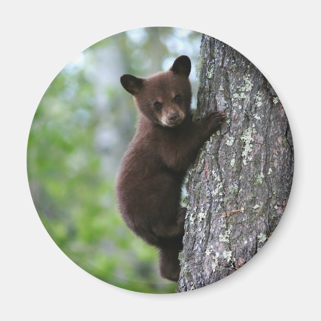 Imán Cubo de oso de escalada (Frente)