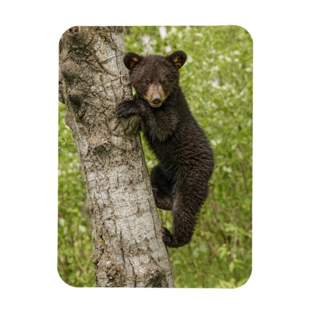 Imán Cubo de oso negro en el árbol (Vertical)