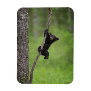 Imán Cubo de oso negro jugando en la extremidad del árb