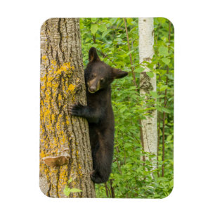 Imán Cubo de oso negro   Minnesota