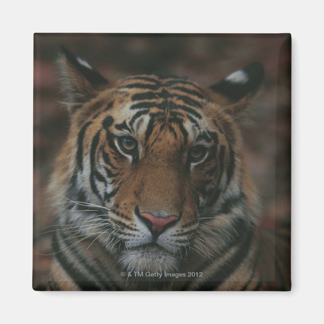 Imán Cubo de tigre (Frente)