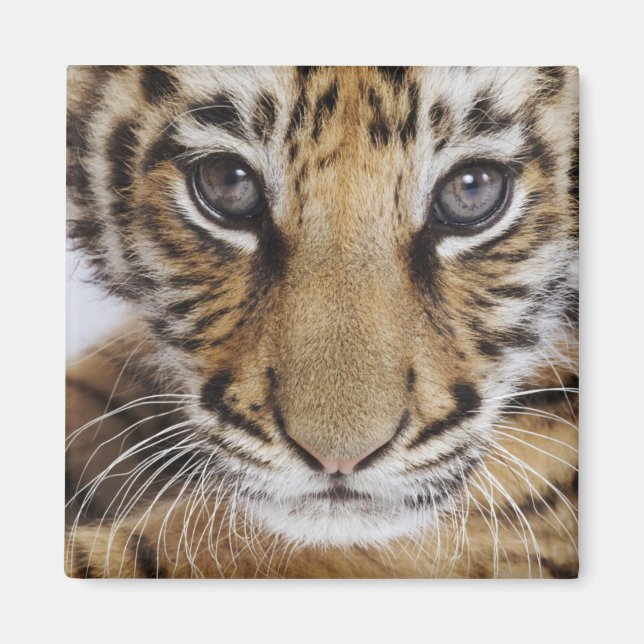 Imán Cubo de tigre (Frente)