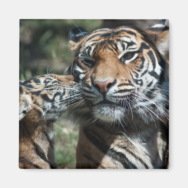 Imán Cubo de tigre (Frente)