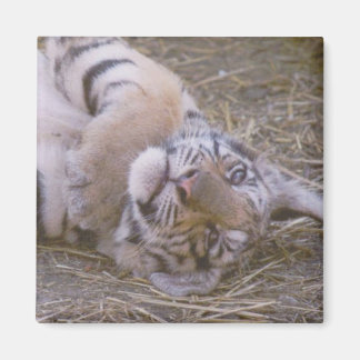 Imán Cubo de tigre