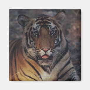 Imán Cubo de tigre de Bengala