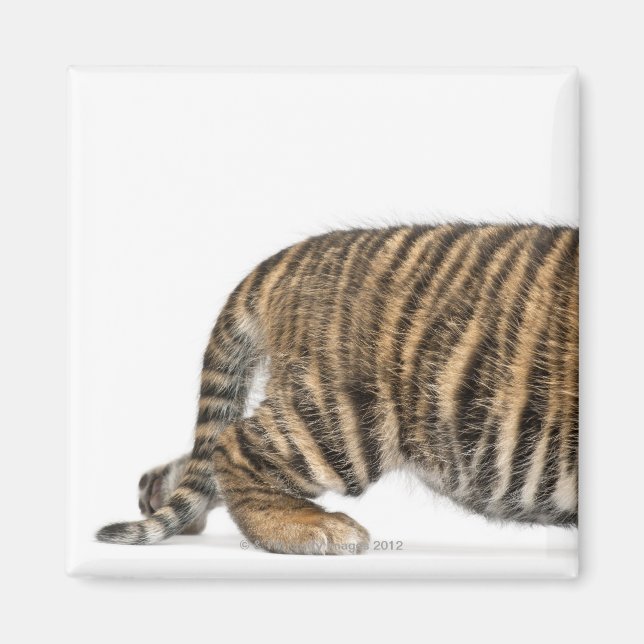 Imán Cubo de tigre de Sumatra 2 (Frente)