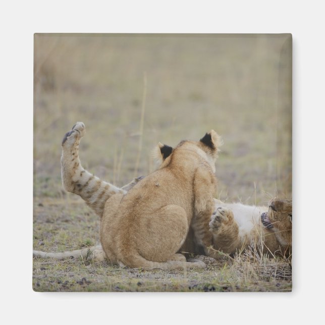 Imán Cubos de león (Panthera leo) jugando en el pasto,  (Frente)