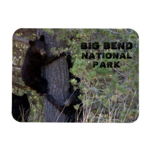 Imán Cubos de oso negro en el parque nacional de Tree B