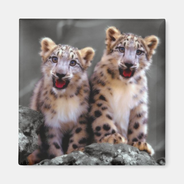 Imán Cubs de leopardo de la nieve (Frente)