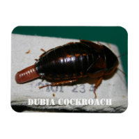 Cucaracha de Dubia con saco de huevo