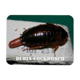 Imán Cucaracha de Dubia con saco de huevo