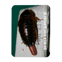 Imán Cucaracha de Dubia con saco de huevo