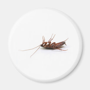 Imán Cucaracha muerta