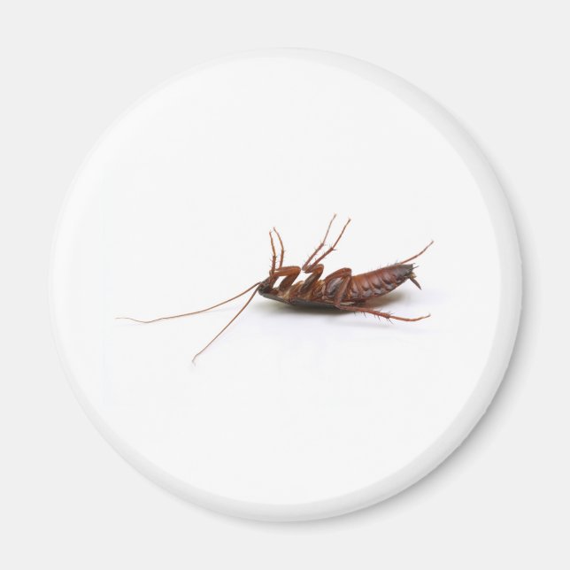 Imán Cucaracha muerta (Frente)
