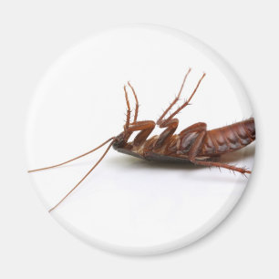 Imán Cucaracha muerta