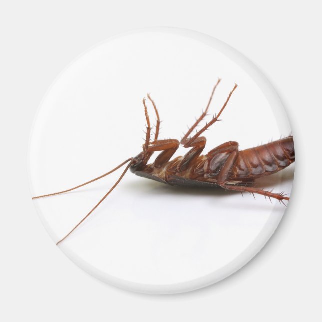 Imán Cucaracha muerta (Frente)