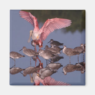 Imán Cucharada de rosas con salchichas en aguas poco pr