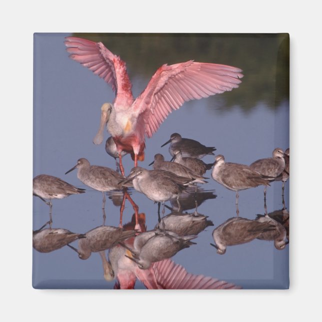 Imán Cucharada de rosas con salchichas en aguas poco pr (Frente)