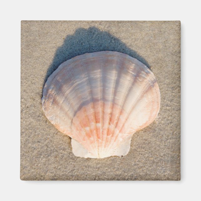 Imán Cuello Marítimo En La Playa De Sandy (Frente)