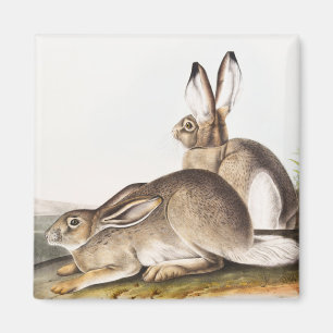 Imán Cuenca de la Montaña Rocosa de Townsend (Lepus Tow
