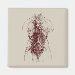 Imán cuerpo interno