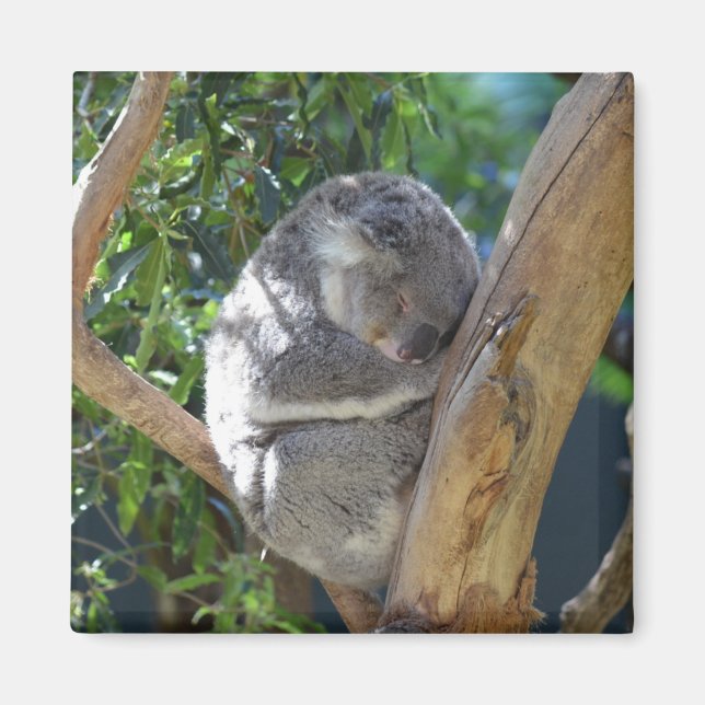 Imán Cuidada durmiendo a Koala en el árbol (Frente)
