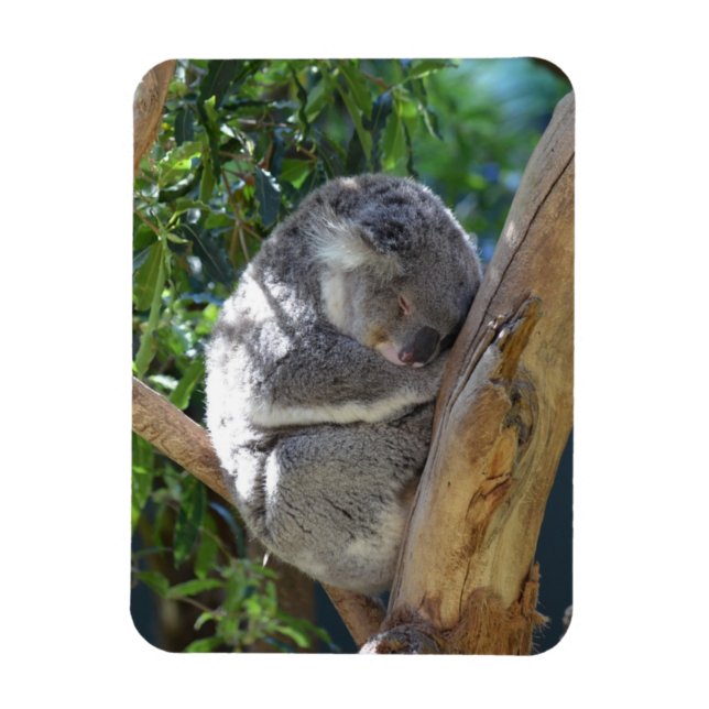 Imán Cuidada durmiendo a Koala en el árbol (Vertical)
