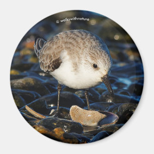 Imán Cuidada sanderling Sandpiper Shorebird come a clam