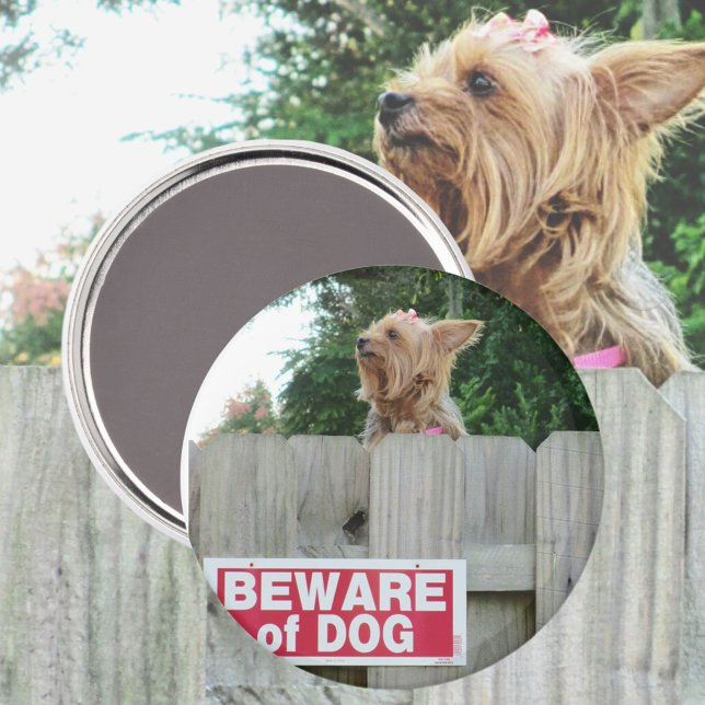 Imán Cuidado con Cute Yorkie (Subido por el creador)