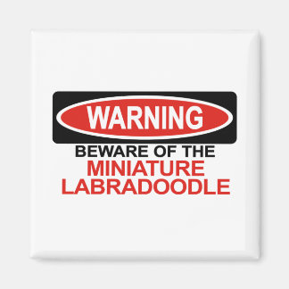 Imán Cuidado Con El Labradoodle En Miniatura