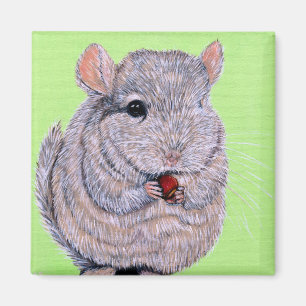 Imán Cuidadosamente peinada Chinchilla