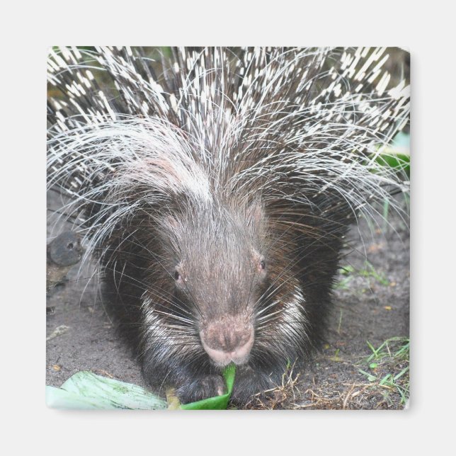 Imán Culebra Porcupine Magnet (Frente)