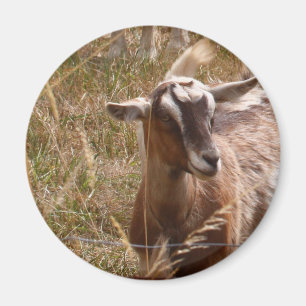 Imán Cultivo de cabras