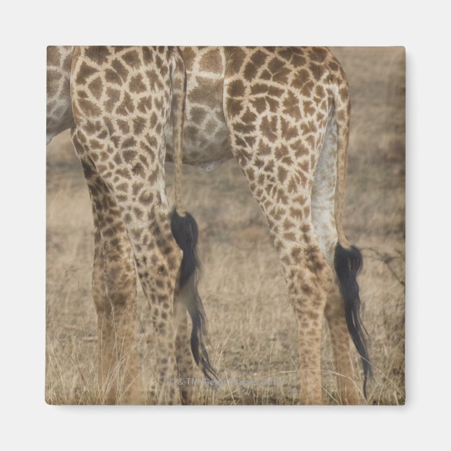 Imán Cultivo de dos jirafas (Giraffa) (Frente)