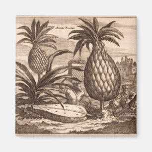 Imán Cultivo de las piñas grandes, ilustracion de un