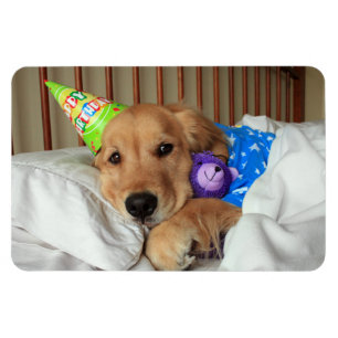 Imán Cumpleaños del golden retriever