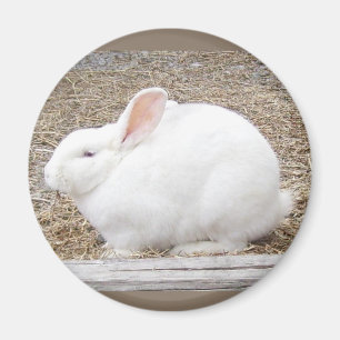 Imán Curiosamente Bunny Blanco