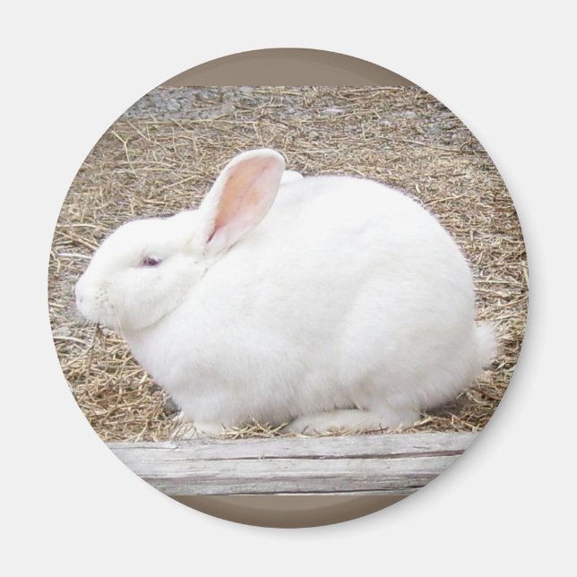 Imán Curiosamente Bunny Blanco (Frente)