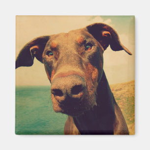 Imán Curioso cierre de un perro Doberman natural