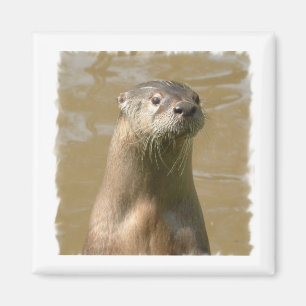 Imán curioso del cuadrado de la nutria