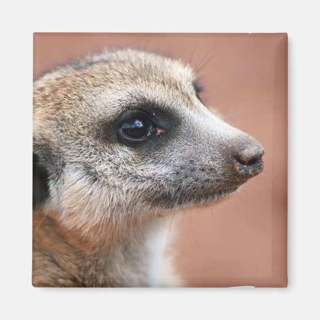 Imán Curioso Meerkat Square Magnet (Frente)